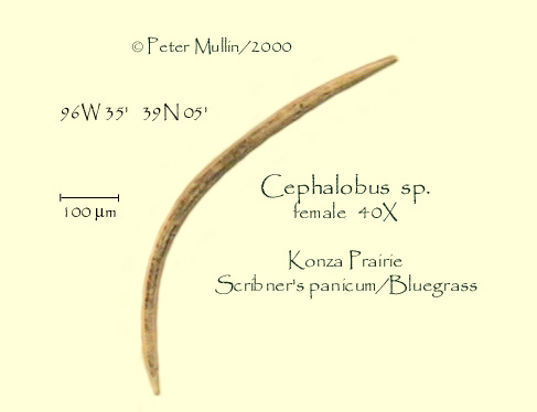 Представитель Семейства Cephalobidae